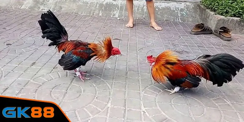 Quy định về đá gà cựa sắt mới nhất tại GK88