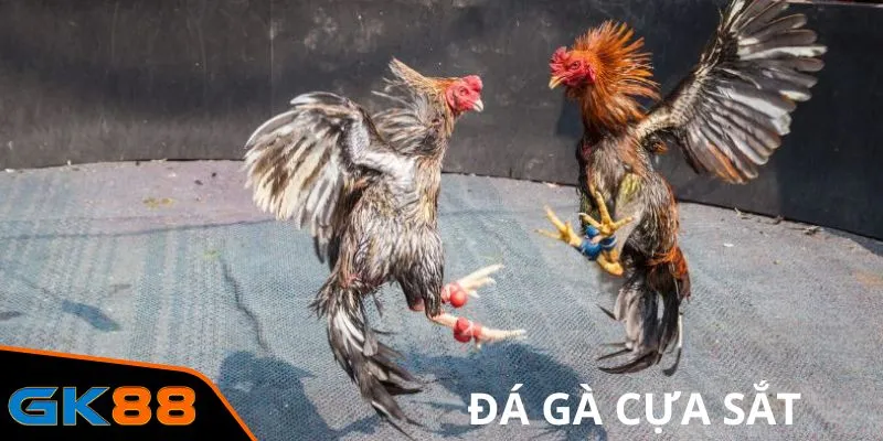 Đá Gà Cựa Sắt