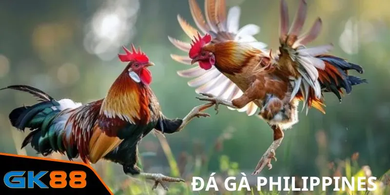 đá gà Philippines