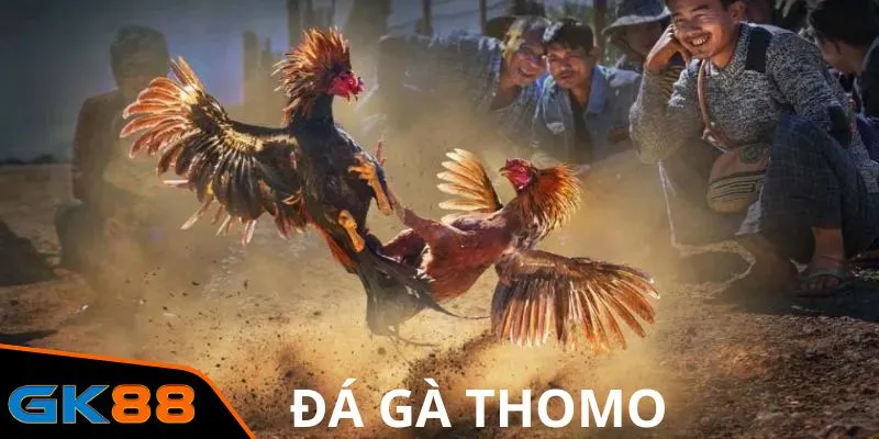 đá gà Thomo