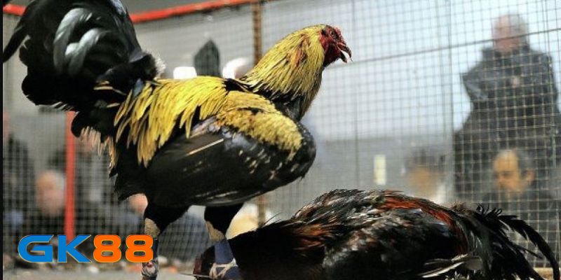 Giới thiệu chung về đá gà Peru